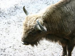 Masuren